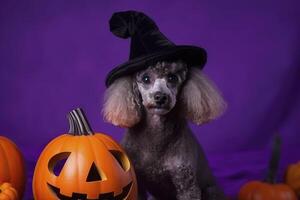 caniche. Halloween Contexte. génératif ai. photo