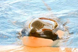 orque baleine dans le zoo aquarium photo