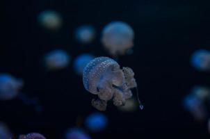 méduses dans l'eau photo