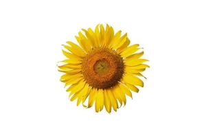 Gros plan photo de tournesols en fleurs sur fond blanc