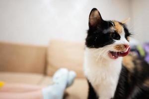 alimentation le chat avec yaourt de une cuillère à maison. photo