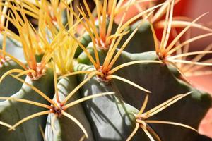 petit cactus proche en haut photo