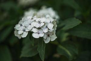 fleur de blanc hortensia parmi vert feuilles dans été jardin photo