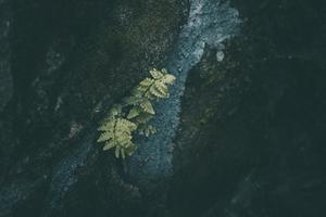 vert fougère feuille sur une foncé Contexte fermer photo