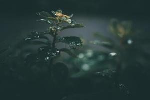 pluie gouttes dans fermer sur le feuilles de le plante photo