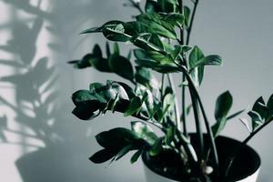 maison plante et ombre de fleurs dans le vivant chambre. photo