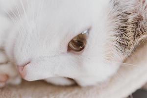 mignonne peu blanc rouge en train de dormir chat dans fermer photo