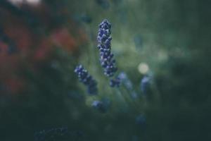 lavande fleurs dans le jardin sur vert Contexte photo