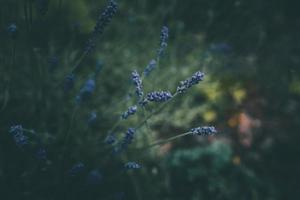 lavande fleurs dans le jardin sur vert Contexte photo