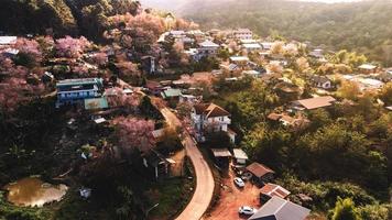 paysage de magnifique sauvage himalayen Cerise épanouissement rose prunus cérasoides fleurs à phu lom lo loei et phitsanulok de Thaïlande photo