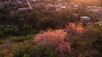 paysage de magnifique sauvage himalayen Cerise épanouissement rose prunus cérasoides fleurs à phu lom lo loei et phitsanulok de Thaïlande photo