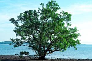 Gros plan du vieil arbre isolé sur la plage avec fond de mer photo