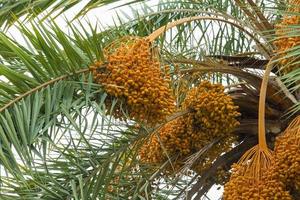 brut bouquet de Date paume pendaison sur le arbre. photo