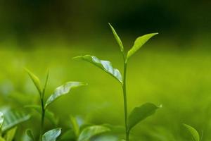 thé feuilles dans Frais jardin. photo