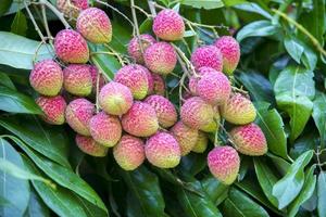 brunch de Frais litchi des fruits pendaison sur vert arbre. photo