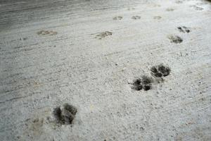 empreintes de pas de chien sur le sol en béton sur le chantier photo