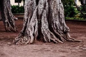 vieux tronc d'arbre photo