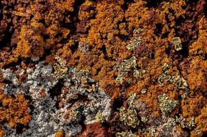une lichen texture photo