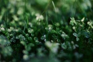 vert herbe botanique et la nature aménagement paysager pour le Accueil zone, aménagement paysager et prise se soucier de la nature et le environnement photo