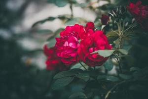 rouge Rose sur le buisson contre une foncé Contexte dans le jardin photo
