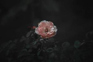rose Rose sur le buisson contre une foncé Contexte dans le jardin photo