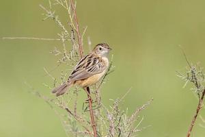 zit cisticole ou cisticole juncidis observé dans plus grand rann de kutch, Inde photo