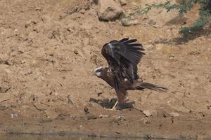 occidental le marais harrier ou cirque aerugineux observé dans plus grand rann de kutch photo