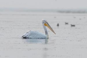 dalmatien pélican ou pelecanus croustillant, observé dans nalsarovar dans Gujarat, Inde photo