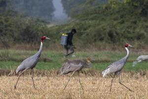 sarus grue ou antigone antigone observé près nalsarovar dans Gujarat, Inde photo