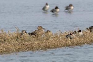 eurasien sarcelle ou anas crecca ou commun sarcelle, observé près nalsarovar dans Gujarat photo