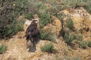 occidental le marais harrier ou cirque aerugineux observé dans plus grand rann de kutch photo