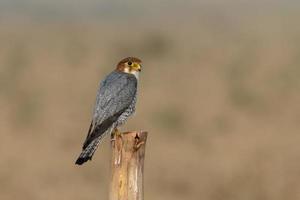 à col rouge faucon ou falco chicquera observé près nalsarovar dans Gujarat, Inde photo