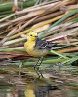 citrine bergeronnette ou Motacilla citréole observé près nalsarovar dans Gujarat, Inde photo