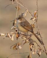 plaine Prinia ou Prinia inorné observé près nalsarovar dans Gujarat, Inde photo