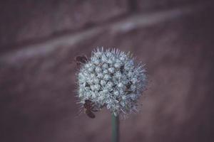 Ail fleur sur une pastel chaud Contexte avec une abeille photo