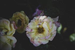 blanc-rose Rose dans une été jardin contre une Contexte de vert feuilles photo