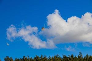 ciel avec blanc des nuages contre le toile de fond de vert des arbres sur une chaud été journée et une en volant mouette photo