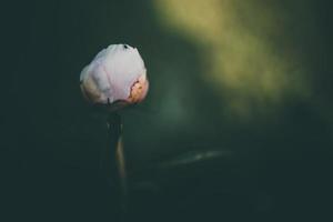 rose pivoine sur le Contexte de vert jardins sur une été journée photo