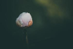 rose pivoine sur le Contexte de vert jardins sur une été journée photo