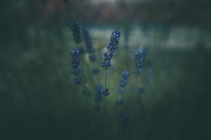 lavande fleurs dans le jardin sur vert Contexte photo