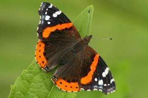 papillon amiral rouge photo