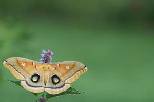 polyphème papillon de nuit sur anis hysope photo