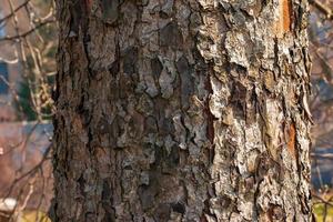 sorbier des oiseleurs écorce fermer. le texture de le tronc de sorbus torminalis l. Contexte de vivant bois. peau de le forêt la nature. photo