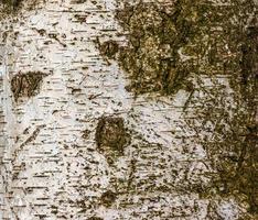 texture d'écorce de bouleau. la texture de l'écorce de bouleau. fond d'écorce de bouleau. tronc de bouleau, betula pendula. photo