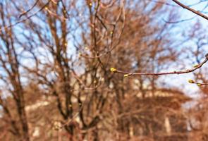 sauvage un service arbre, sorbus torminalis, bourgeons sur une brindille dans printemps photo