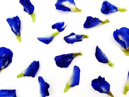 Haut vue de bleu, violet, violette ou papillon pois fleur isolé sur blanc Contexte. beauté de nature, pétale, groupe de flore et floral modèle. scientifique Nom de fleur est clitoris ternatea l. photo