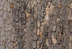 abstrait Naturel arrière-plan, proche en haut de écorce sur arbre photo