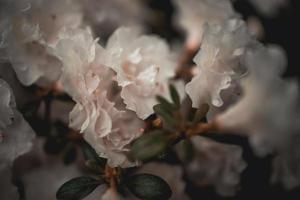 blanc azalée dans le été jardin photo