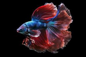 magnifique coloré rouge et bleu de Siamois betta poisson dans plaine foncé noir Contexte fabriqué avec génératif ai photo