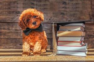 une charmant peu jouet caniche chiot est assis dans une noir arc attacher autour le sien cou, suivant à une empiler de livres avec une l'obtention du diplôme casquette. l'obtention du diplôme cérémonie, l'obtention du diplôme la cérémonie et l'obtention du diplôme photo